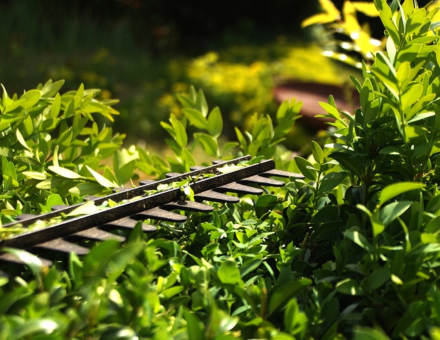 Zo kies je de beste elektrische heggenschaar voor jouw tuin
